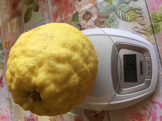 Citrus